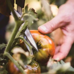 Gemüseschere Solid™ SP240, Schwarz/orange, Ca. 20 X 2 X 9 Cm -Gartenbedarf Geschäft 0920300733 solid gemuese schere sp240 5 1 118064