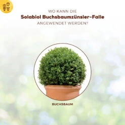 Solabiol Buchsbaumzünsler-Falle, Ausreichend Für Bis Zu 180 M² -Gartenbedarf Geschäft 0950200723 Buchsbaumzuensler Falle fuer bis zu 180qm Flaeche 4 107233