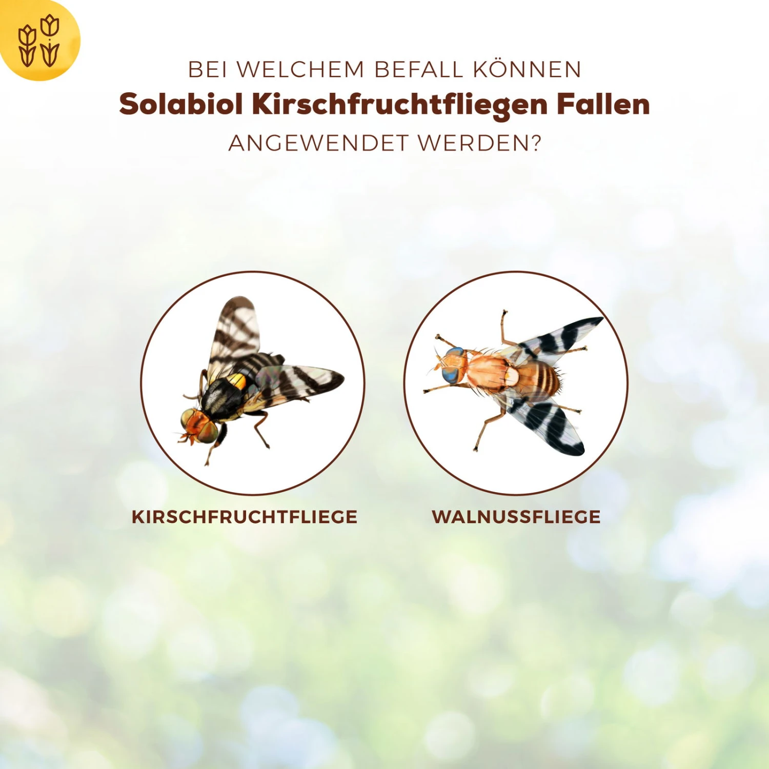 Solabiol Kirschfruchtfliegenfalle, 5er-Pack 6 Solabiol Kirschfruchtfliegenfalle, 5er-Pack – Bild 4