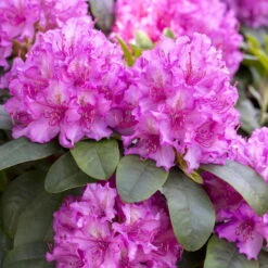 PFLANZENARZT® Wurzel-Fit Rhododendren, 800 G -Gartenbedarf Geschäft 095050 rhododendron wurzel fit 126230