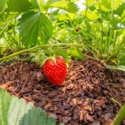 Plantavital Rindenmulch Fein, 2280l, 57 Sack á 40l -Gartenbedarf Geschäft 0960 rindenmulch 2 125173