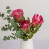Blumenbund Protea 'Silvia' & Eukalyptus, Inkl. Gratis Grußkarte 1 Blumenbund Protea 'Silvia' & Eukalyptus, Inkl. Gratis Grußkarte -Gartenbedarf Geschäft 1025700018 Strauss Protea Silvia mit Cinerea 102268