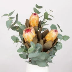 Blumenbund Protea & Eukalyptus, Inkl. Gratis Grußkarte -Gartenbedarf Geschäft 1025700019 Strauss Protea Grandiflora 1 101679