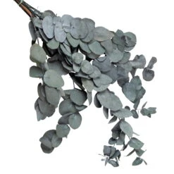 Eucalyptus Cinerea, Getrocknet, Ca. 50 Cm Lang -Gartenbedarf Geschäft 1055300001 Eukalyptus Natur 100gr gefriergetrocknet 1 83162