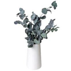 Eucalyptus Cinerea, Getrocknet, Ca. 50 Cm Lang -Gartenbedarf Geschäft 1055300001 Eukalyptus Natur 100gr gefriergetrocknet 2 83163