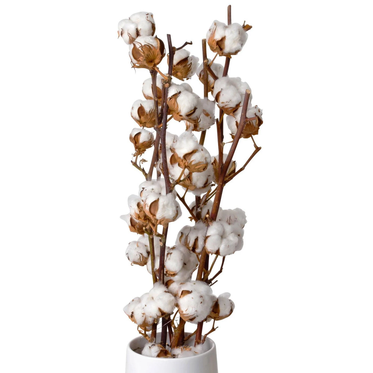 Baumwolle, 3er-Bund, 2er-Set 3 Baumwolle, 3er-Bund, 2er-Set