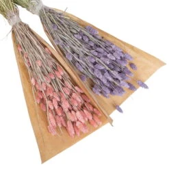 Lila & Rosa Glanzgras, 2er-Set, Länge Ca. 70 Cm -Gartenbedarf Geschäft 1055300007 Phalaris 2er Set rosa und lila 2 83168