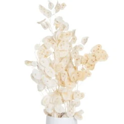 Silbertaler, Getrocknet, Lunaria, Ca. 80 Cm Lang -Gartenbedarf Geschäft 1055300008 Lunaria weiss mit Tuete 1 1 114833