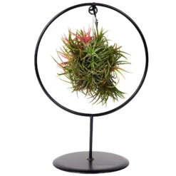 Tillandsia 'Magic Ball' In Rundem Metallgestell, 17cm Ø -Gartenbedarf Geschäft 1530102423 Tillandsia Ring Magic Ball rund 2 86441