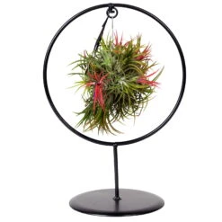 Tillandsia 'Magic Ball' In Rundem Metallgestell, 17cm Ø -Gartenbedarf Geschäft 1530102423 Tillandsia Ring Magic Ball rund 3 86439