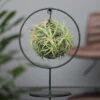 Tillandsia 'Magic Ball' In Rundem Metallgestell, 17cm Ø -Gartenbedarf Geschäft 1530102423 Tillandsia Ring Magic Ball rund 100083