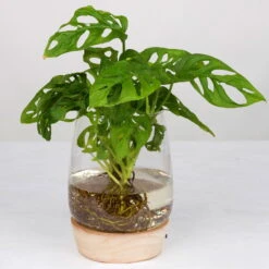 Monstera 'Water Roots' In Glasvase Ohne Erde Ø 12cm, Mit LED-Holzuntersetzer -Gartenbedarf Geschäft 1530102426 Monstera Monkey Mask im Wasserglas 2 87501