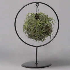 Tillandsia 'Magic Ball' In Rundem Metallgestell, 17cm Ø -Gartenbedarf Geschäft 1530150012 Tillandsia Ring Magic Ball rund 1 115571