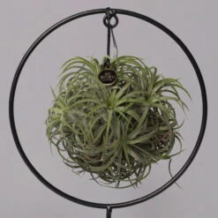 Tillandsia 'Magic Ball' In Rundem Metallgestell, 17cm Ø -Gartenbedarf Geschäft 1530150012 Tillandsia Ring Magic Ball rund 2 115572