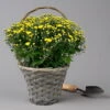 Chrysantheme Gelb Im Henkelkorb, Topf-Ø 19 Cm