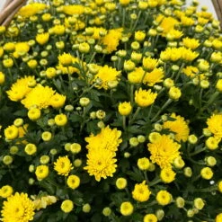 Chrysantheme Gelb Im Henkelkorb, Topf-Ø 19 Cm -Gartenbedarf Geschäft 1530200293 Chrysanthemum im Henkelkorb 19 21 gelb 1 126598