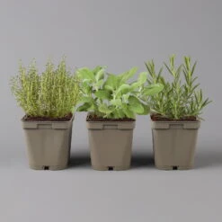 Grillkräuter Salbei, Rosmarin & Thymian, Topf 11x11 Cm, Inkl. Greenbar® -Gartenbedarf Geschäft 1610300382 Greenbar Grillkraeuter Kasten Anthrazit und 3Kraeuter 122888