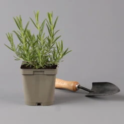 Grillkräuter Salbei, Rosmarin & Thymian, Topf 11x11 Cm, Inkl. Greenbar® -Gartenbedarf Geschäft 1610300382 rosmarin Greenbar Grillkraeuter Kasten Anthrazit und 3Kraeuter t 122891