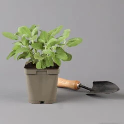 Grillkräuter Salbei, Rosmarin & Thymian, Topf 11x11 Cm, Inkl. Greenbar® -Gartenbedarf Geschäft 1610300382 salbei Greenbar Grillkraeuter Kasten Anthrazit und 3Kraeuter t 122890