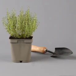 Grillkräuter Salbei, Rosmarin & Thymian, Topf 11x11 Cm, Inkl. Greenbar® -Gartenbedarf Geschäft 1610300382 thymian Greenbar Grillkraeuter Kasten Anthrazit und 3Kraeuter t 122889