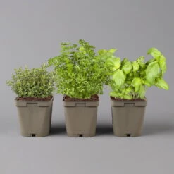 Küchenkräuter Basilikum, Oregano & Petersilie, Topf 11x11 Cm, Inkl. Greenbar® -Gartenbedarf Geschäft 1610300383 Greenbar Kuechenkraeuter Kasten Anthrazit und 3Kraeuter 122883