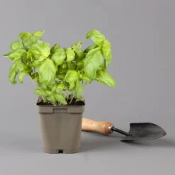 Küchenkräuter Basilikum, Oregano & Petersilie, Topf 11x11 Cm, Inkl. Greenbar® -Gartenbedarf Geschäft 1610300383 basilikum Greenbar Kuechenkraeuter Kasten Anthrazit und 3Kraeuter 122886