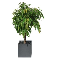 Pflanztrog 'Volcania Dado', Anthrazit, L 39,5 X B 39,5 X H 43,5 Cm -Gartenbedarf Geschäft 3230101084 Pflanztrog Volcania Dado anthrazit 39x39xH43cm 31Ltr4 75426
