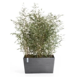 Pflanzkasten 'Paris', Grau 5 Pflanzkasten 'Paris', Grau -Gartenbedarf Geschäft 3230101238 pflanzkasten paris 2 117484