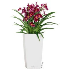 LECHUZA Cubico Premium 40, Weiß Hochglanz, All-in-One-Set, 40 X 40, H:75 Cm -Gartenbedarf Geschäft 3325100114 CubicoPremium22 weiss All in One Set 22x22x41cm RGB 2 7572