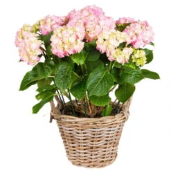 Pflanzkorb Aus Rattan Mit Folieneinsatz In Grau, Ø 35 H: 25 Cm 5 Pflanzkorb Aus Rattan Mit Folieneinsatz In Grau, Ø 35 H: 25 Cm -Gartenbedarf Geschäft 3345100040 Pflanzkorb Rattan D35 H25cm grau12 63357