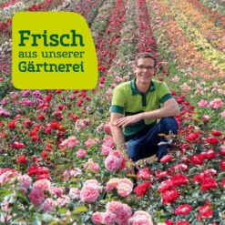 Tafeltraube 'Philipp®' -Gartenbedarf Geschäft Rosenfeld wenk 2000x2000 12