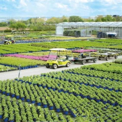 Tafeltraube 'Philipp®' -Gartenbedarf Geschäft baumschule staudenproduktion blauerHimmel1 66062 17