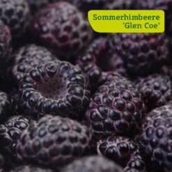 Himbeer-Set 'Dunkle Früchtchen', 4er-Set, Topf Je 2 Liter 10 Himbeer-Set 'Dunkle Früchtchen', 4er-Set, Topf Je 2 Liter -Gartenbedarf Geschäft sommerhimbeere glen coe 78199