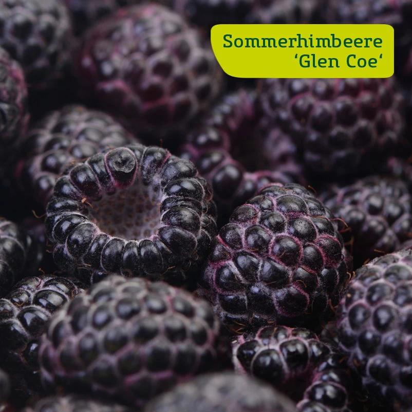 Himbeer-Set 'Dunkle Früchtchen', 4er-Set, Topf Je 2 Liter 5 Himbeer-Set 'Dunkle Früchtchen', 4er-Set, Topf Je 2 Liter – Bild 3